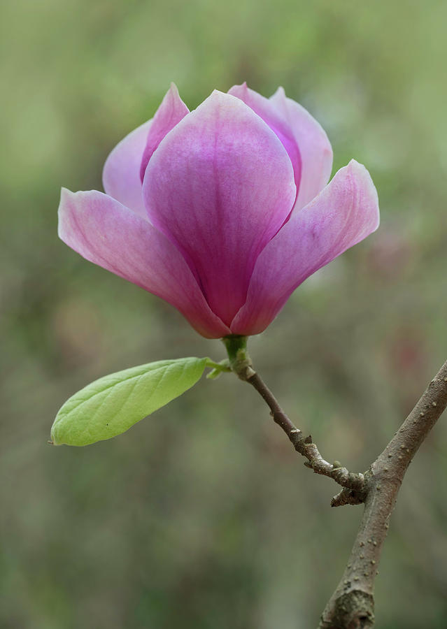 Pretty Soulange Magnolia Photograph by Jaroslaw Blaminsky