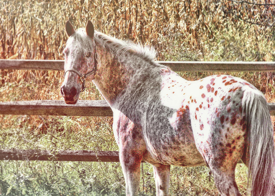 Pretty Spotted Appaloosa Photograph by Dressage Design