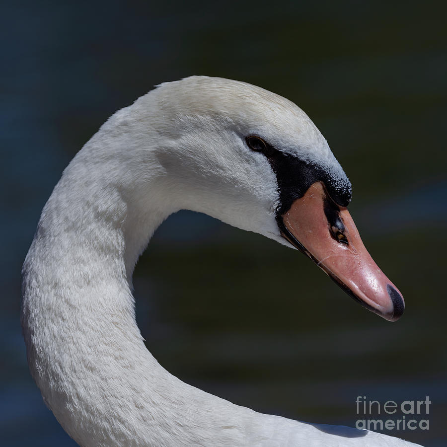 Pretty Swan Photograph by Alma Danison