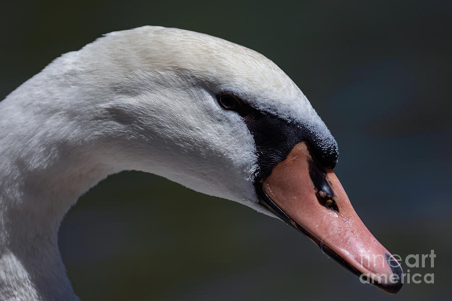 Pretty Swan Portrait Photograph by Alma Danison