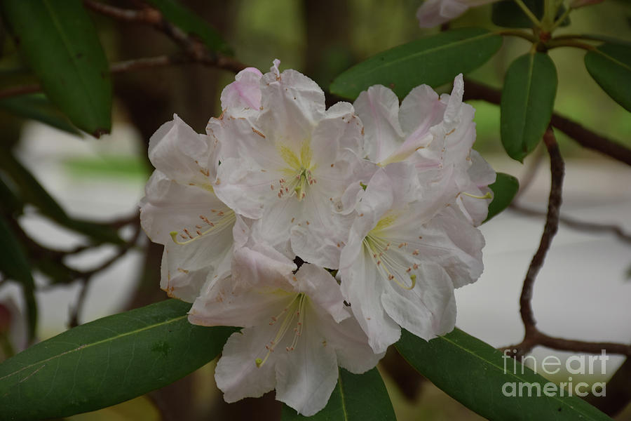 Pretty White and Pale Pink Rhododendron Blossoms Flowering Photograph by DejaVu Designs