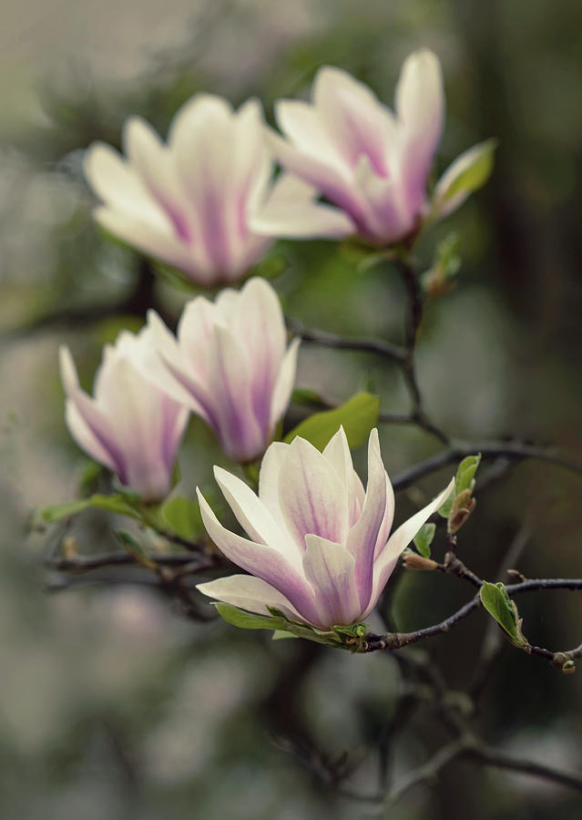 Pretty white and pink magnolia Photograph by Jaroslaw Blaminsky - Fine ...