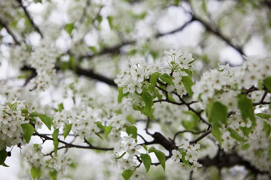 Pretty White Apple Blossoms Photograph by Yelena Strokin