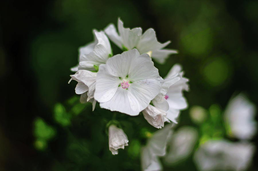 Pretty White Wildflower Musk Mallow Photograph by Tikvahs Hope
