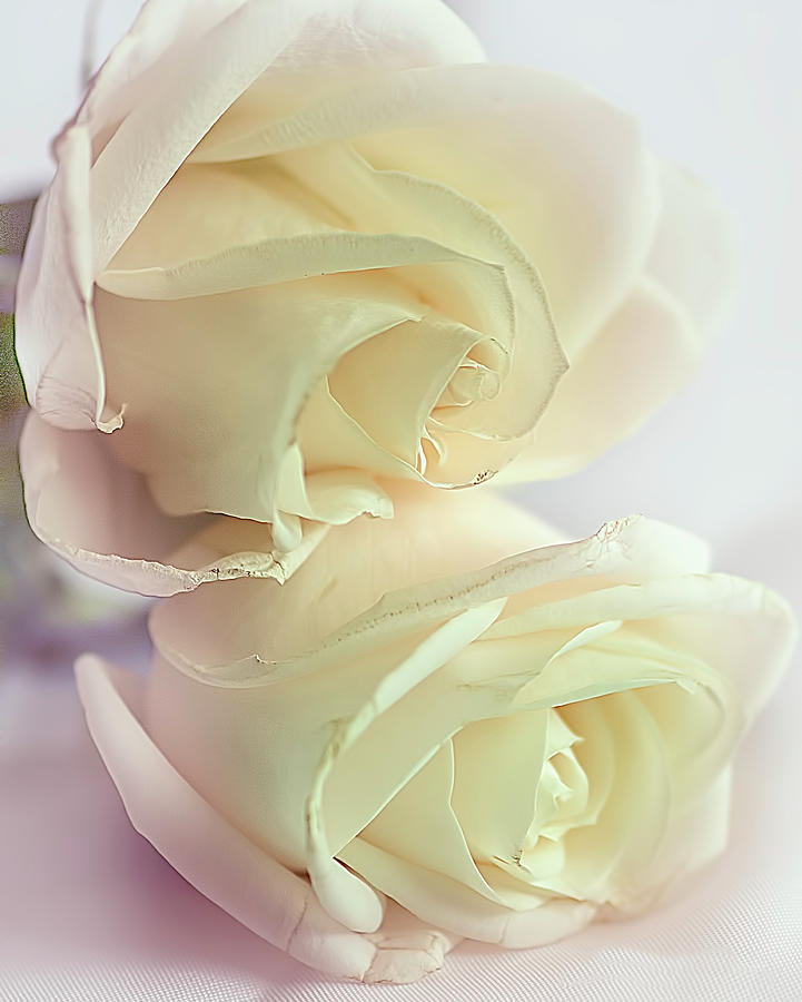 Pretty wilting white roses with pink tinge Photograph by Cordia Murphy