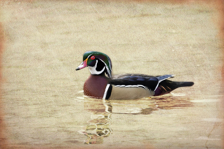 Pretty wood duck watercolor borders  paintography Photograph by Dan Friend