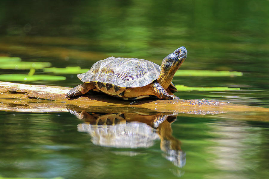 Pretty Wood Turtle Photograph by Brook Burling - Fine Art America