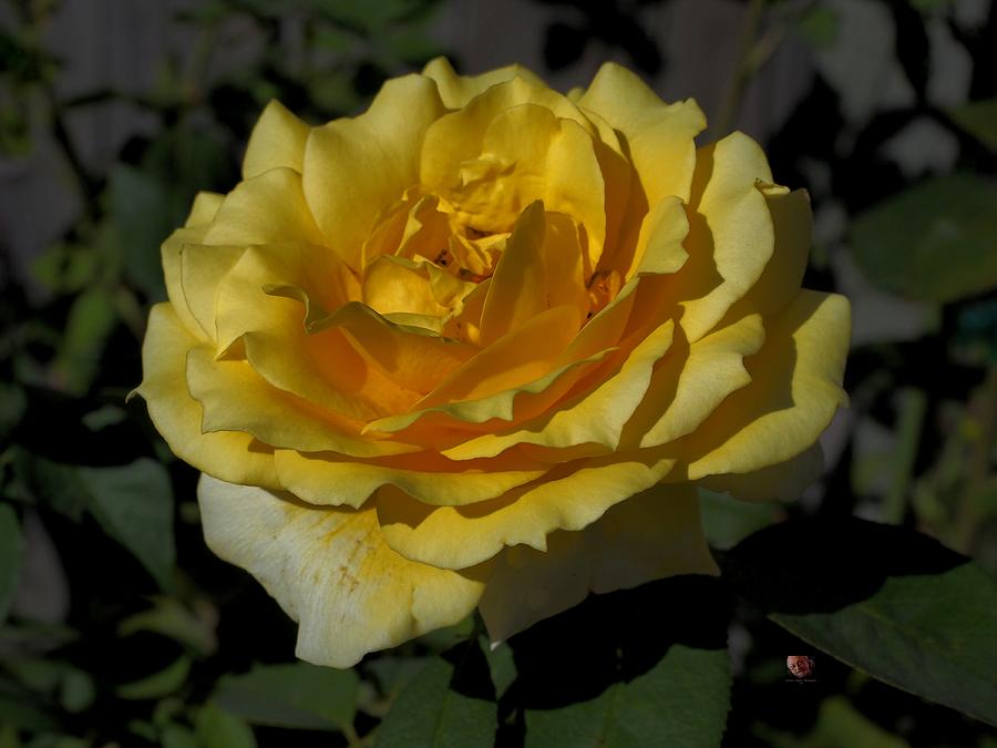 Pretty Yellow Rose Photograph by Richard Thomas