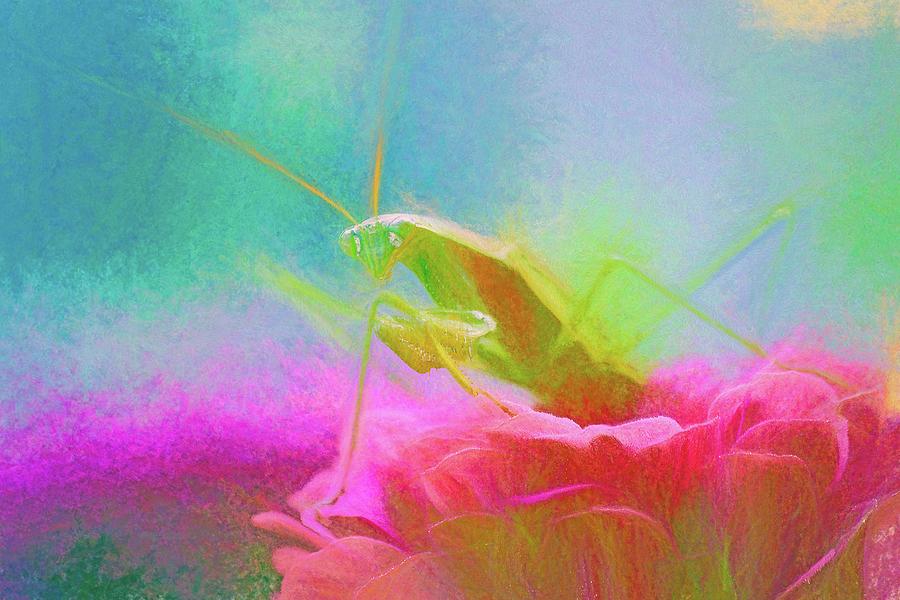 Preying Mantis Chalk Smudge Photograph by Don Northup