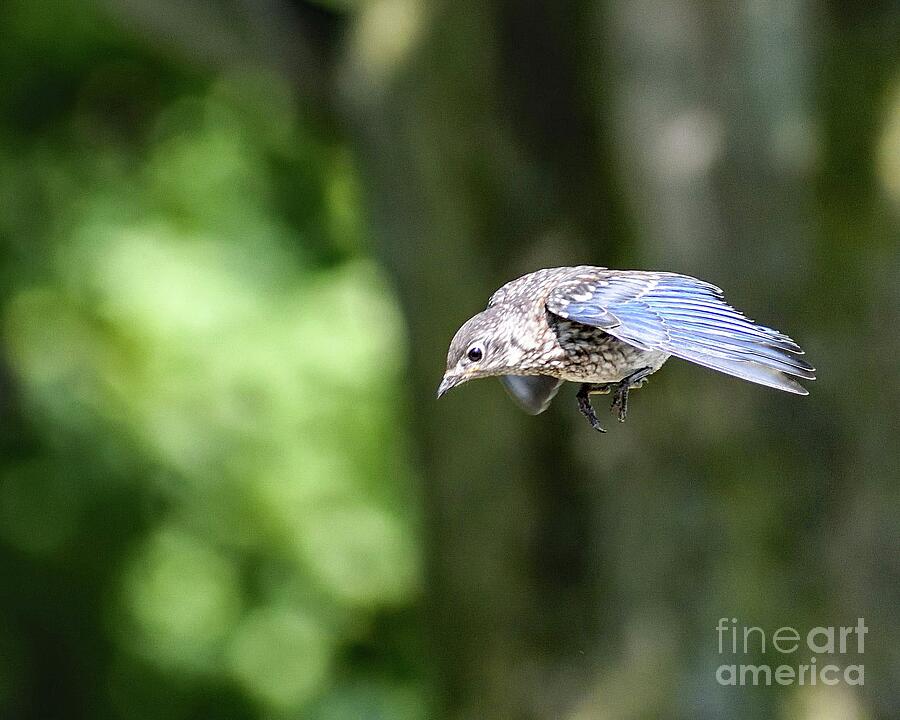 Price Charming Gliding In - Juvenile Eastern Bluebird Photograph