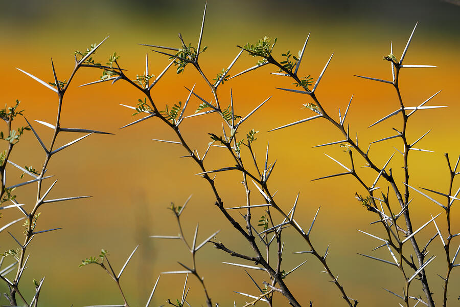 Tree Photograph - Prickly by Avi Hirschfield