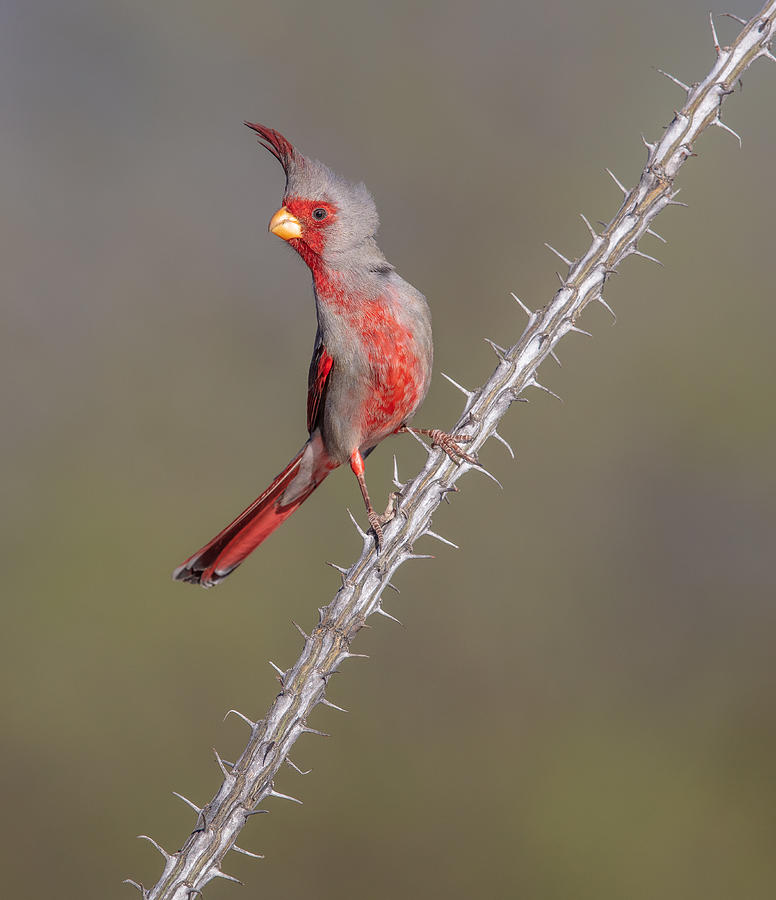 Prickly Bird Photograph by Greg Barsh