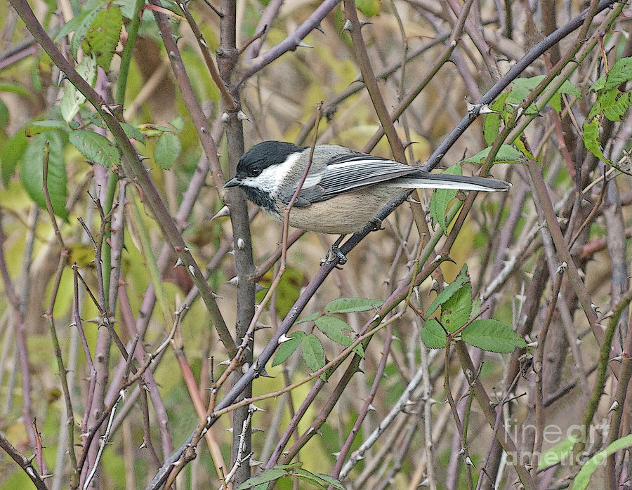Prickly Chickadee Perch Photograph by Ann Horn