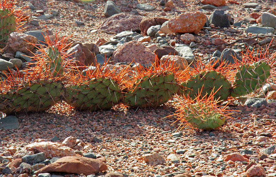 Prickly Groundcover by Nareeta Martin Prickly Groundcover by Nareeta Martin