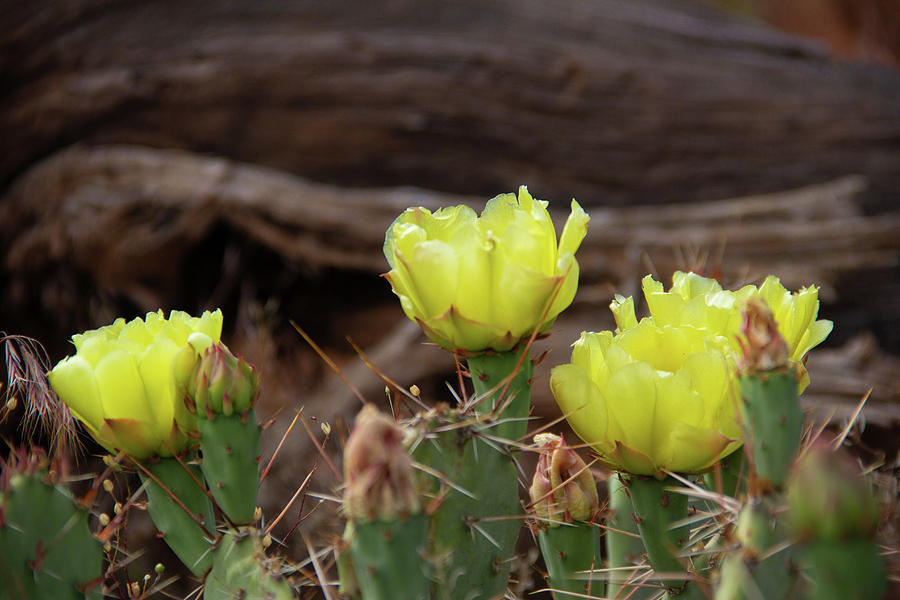 Prickly Pear 3 by Marie Leslie Prickly Pear 3 by Marie Leslie