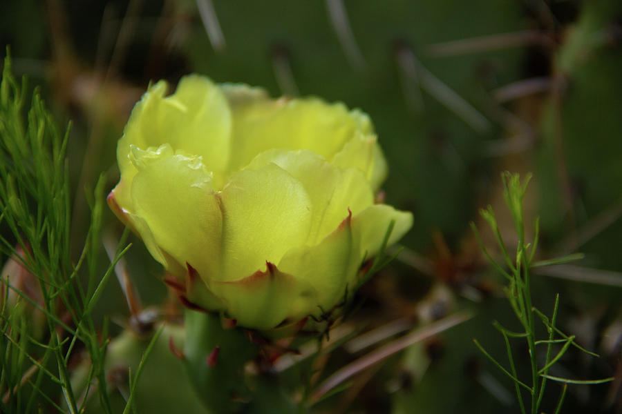Prickly Pear 4 by Marie Leslie Prickly Pear 4 by Marie Leslie