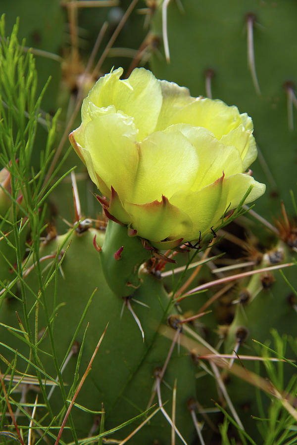 Prickly Pear 5 by Marie Leslie Prickly Pear 5 by Marie Leslie