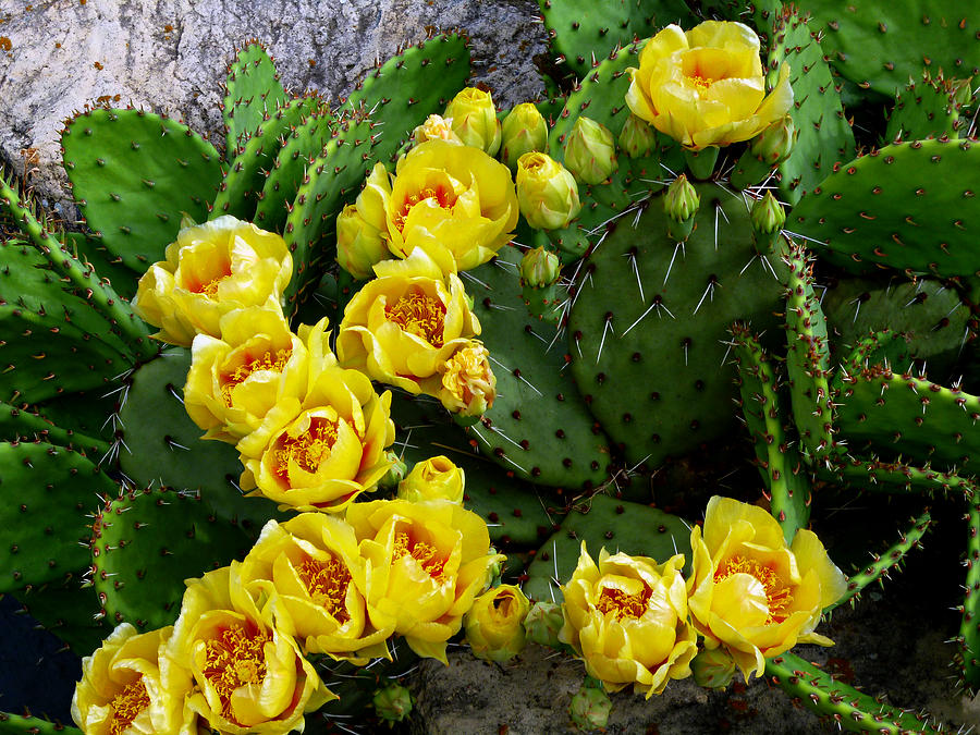 Prickly Pear Against Stone Photograph by Mike McBrayer