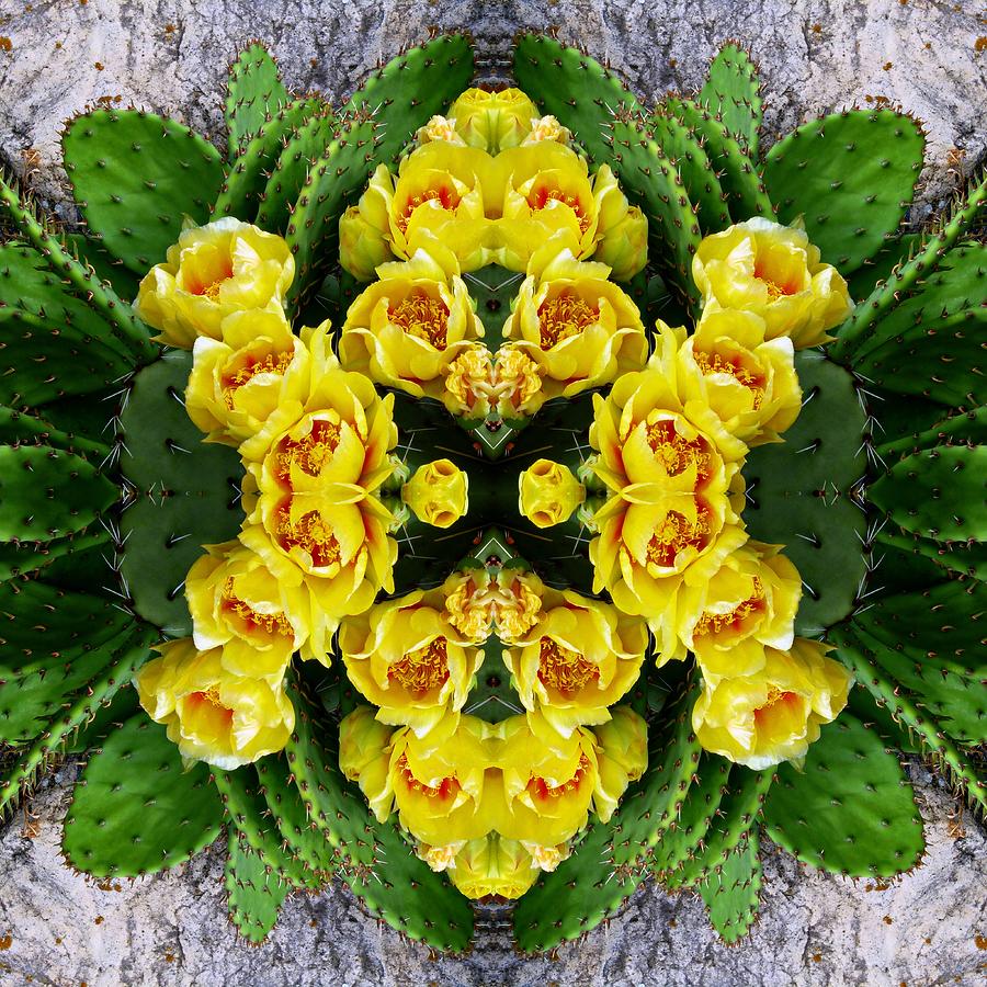 Prickly Pear Against Stone Mirrored Square Photograph by Mike McBrayer