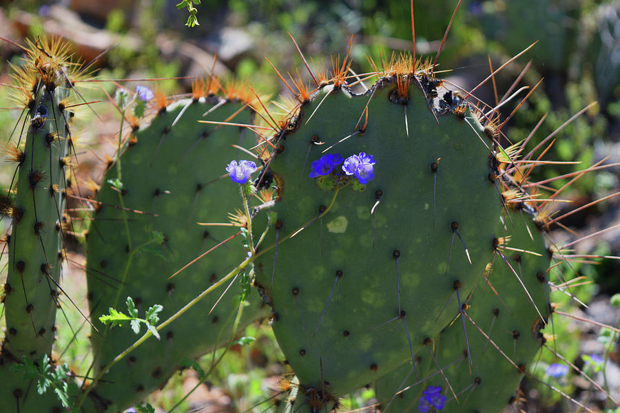 Prickly Pear and Flower Photograph by Chance Kafka