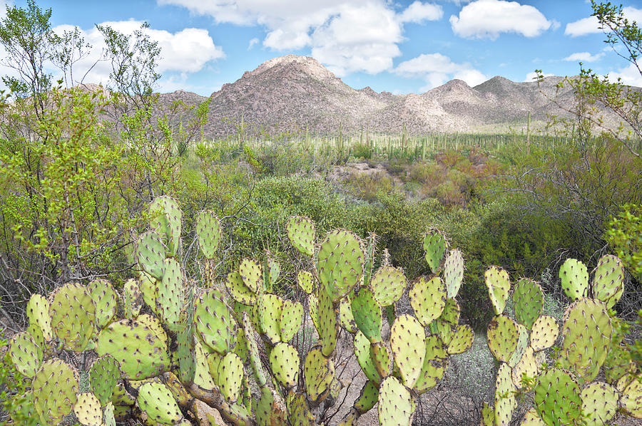 Tucson Photograph - Prickly Pear at Tuscon Mountain by Cinnamon Sky Photography Tucson Photograph - Prickly Pear at Tuscon Mountain by Cinnamon Sky Photography