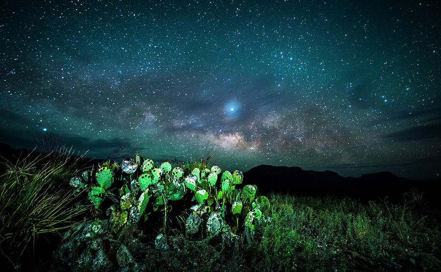 Prickly Pear Beneath the Milky Way Photograph by David Morefield