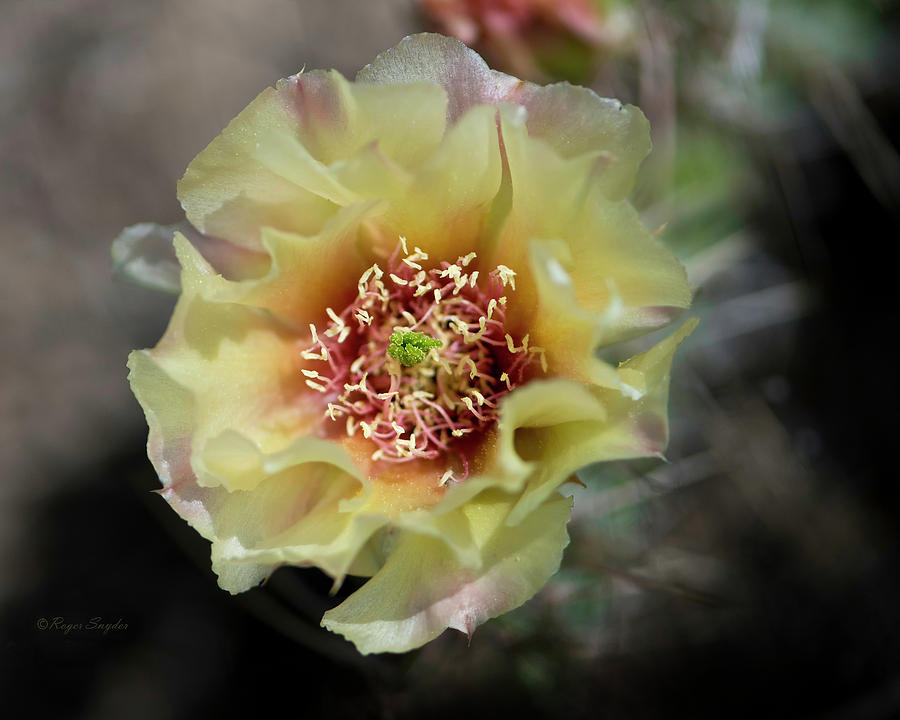 Prickly Pear Blossom 3x Photograph by Roger Snyder