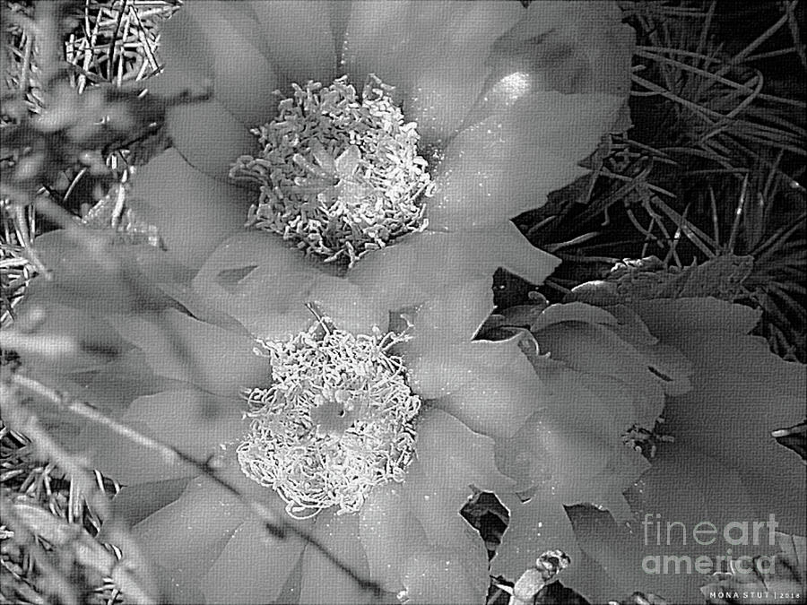 Prickly Pear Cacti Bw Photograph