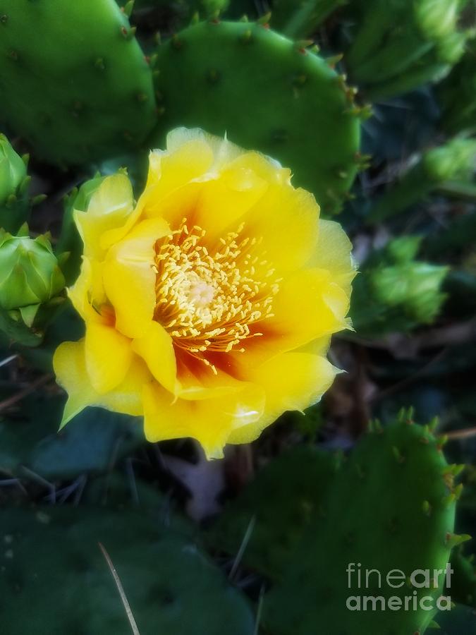 Prickly Pear Cactus Bloom Photograph by Rachel Hannah
