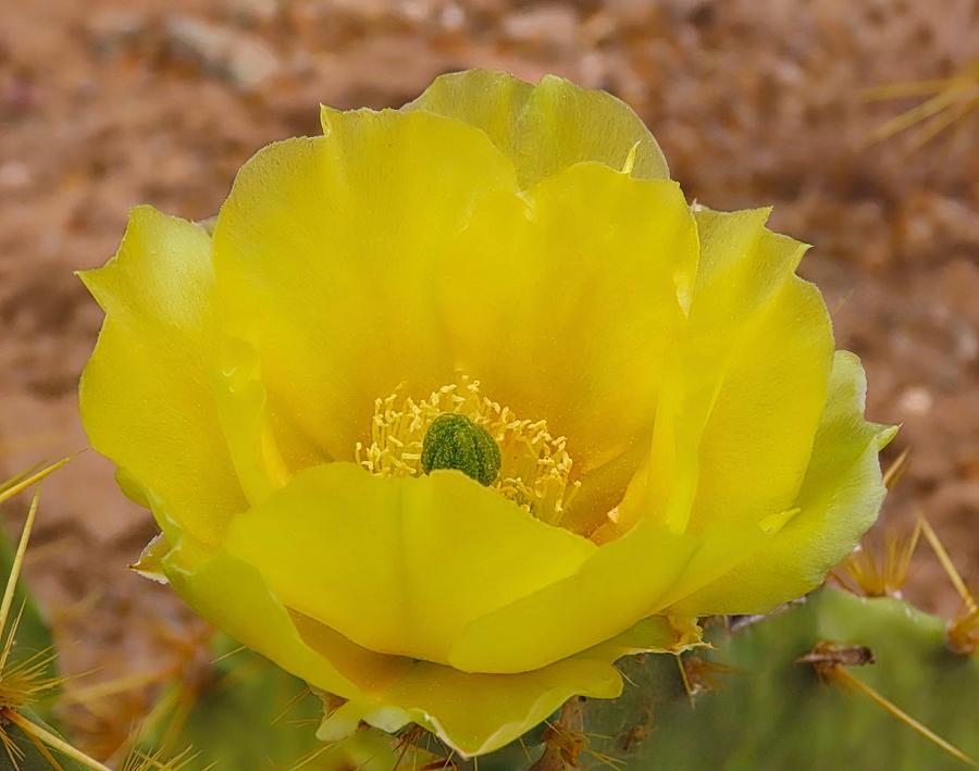 Prickly Pear Cactus Bloom - Yellow Photograph by Judy Kennedy