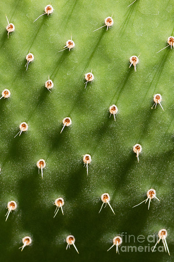 Opuntia Photograph - Prickly Pear Cactus Close by Sumikophoto Opuntia Photograph - Prickly Pear Cactus Close by Sumikophoto