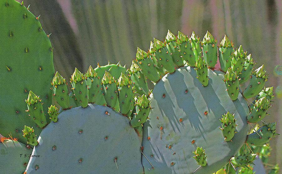 Prickly Pear Cactus Flower Buds Digital Art by Tom Janca