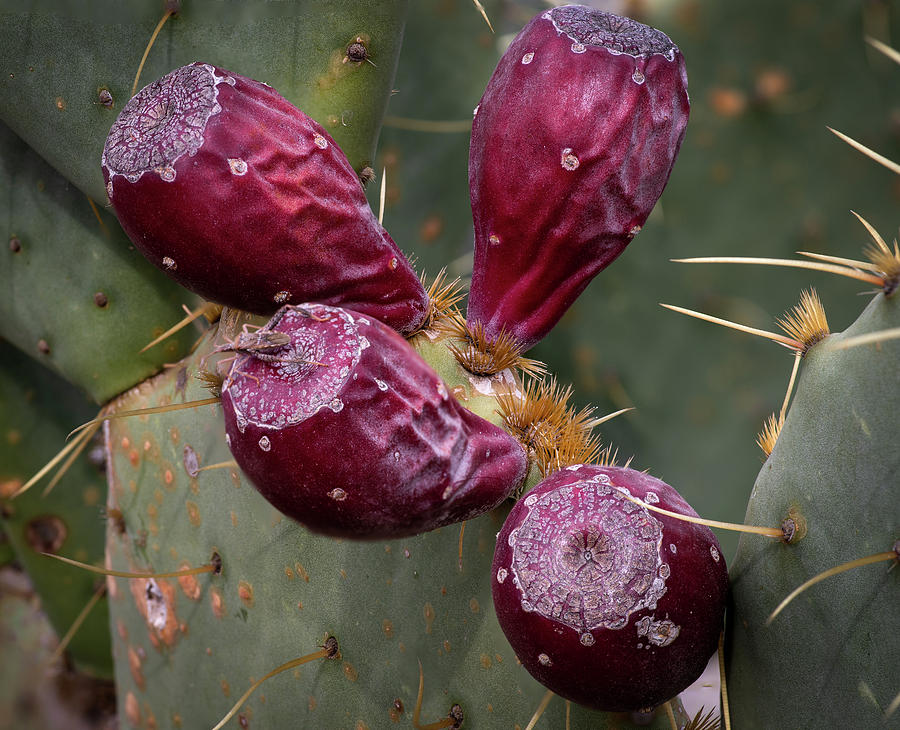 Prickly Pear Cactus Fruit Photograph by Dean Ginther