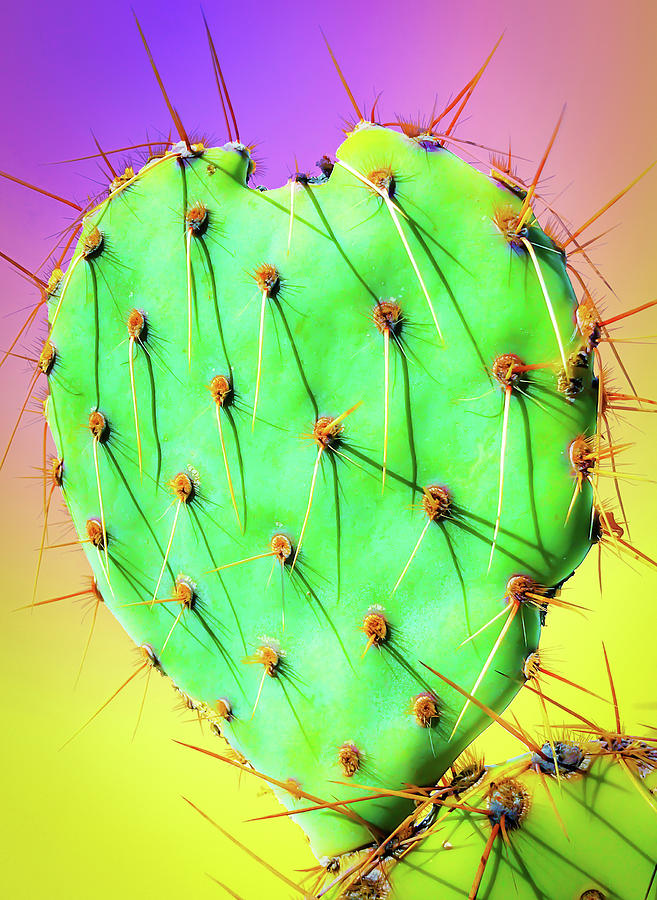Prickly Pear Cactus Heart 2 by Veronika Countryman Prickly Pear Cactus Heart 2 by Veronika Countryman