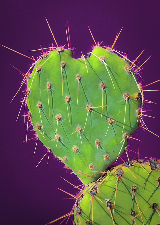 Prickly Pear Cactus Heart 3 by Veronika Countryman Prickly Pear Cactus Heart 3 by Veronika Countryman