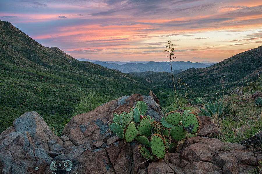 Prickly Pear Cactus in Gila County Arizona Photograph by Dave Dilli