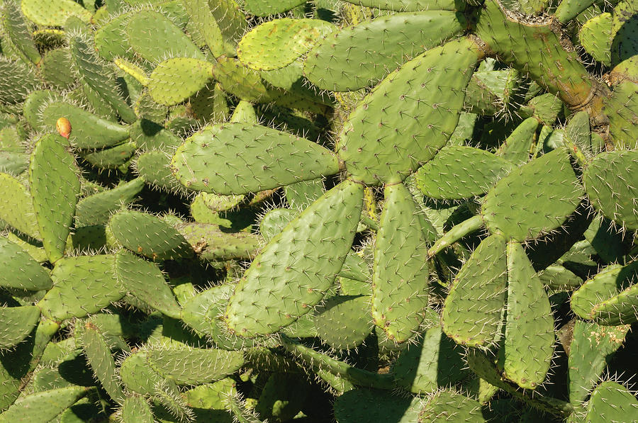 Prickly Pear Cactus Opuntia Spec Photograph by Martin Ruegner