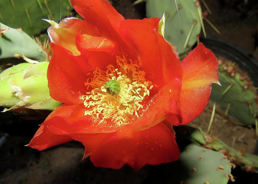 Prickly Pear Cactus - Red Bloom Photograph by Judy Kennedy