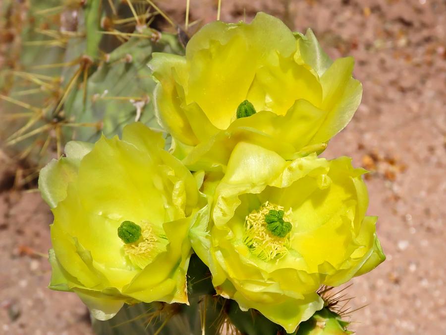 Prickly Pear Cactus Trio Bloom Photograph by Judy Kennedy