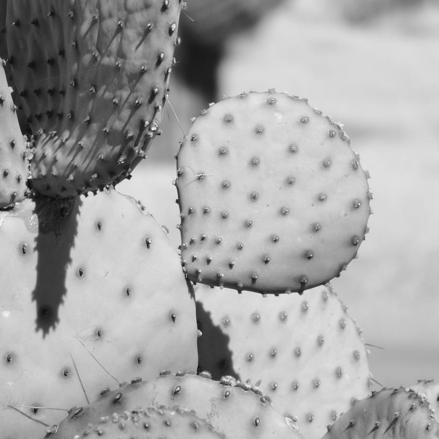 Black And White Photograph - Prickly Pear Closeup by Bill Tomsa