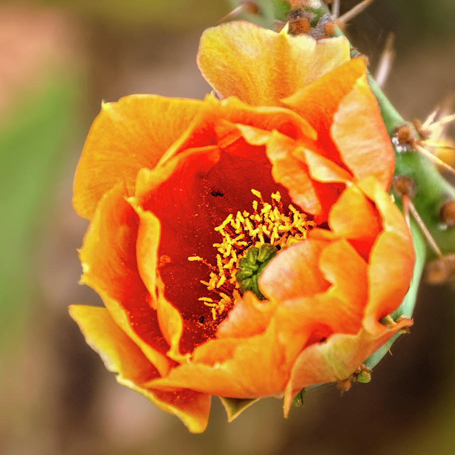 Prickly Pear Flower 1745 Photograph by Mark Myhaver Prickly Pear Flower 1745 Photograph by Mark Myhaver