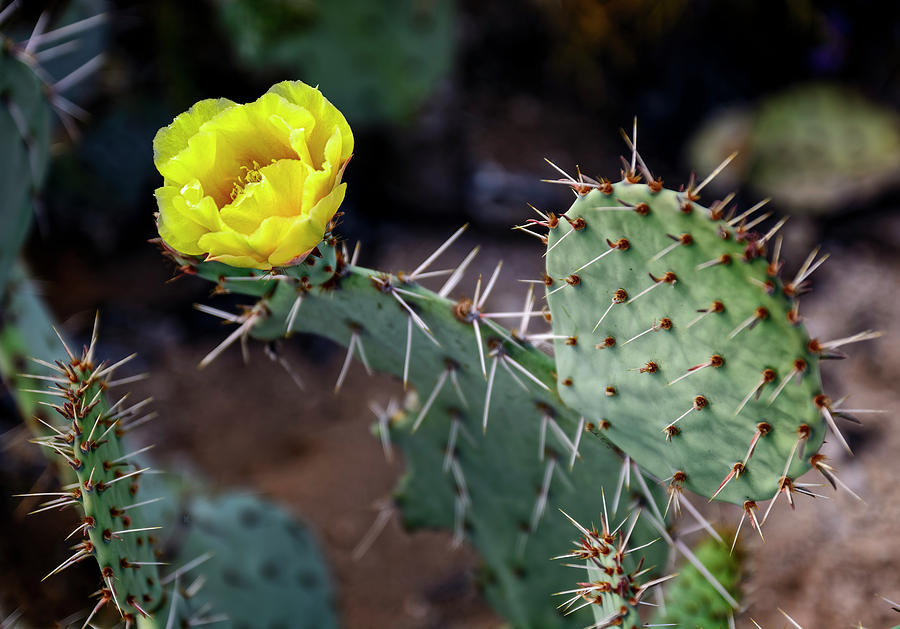 Prickly Pear Flower H1902 Photograph