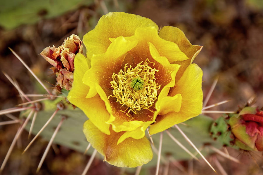 Prickly Pear Flower h1916 Photograph by Mark Myhaver