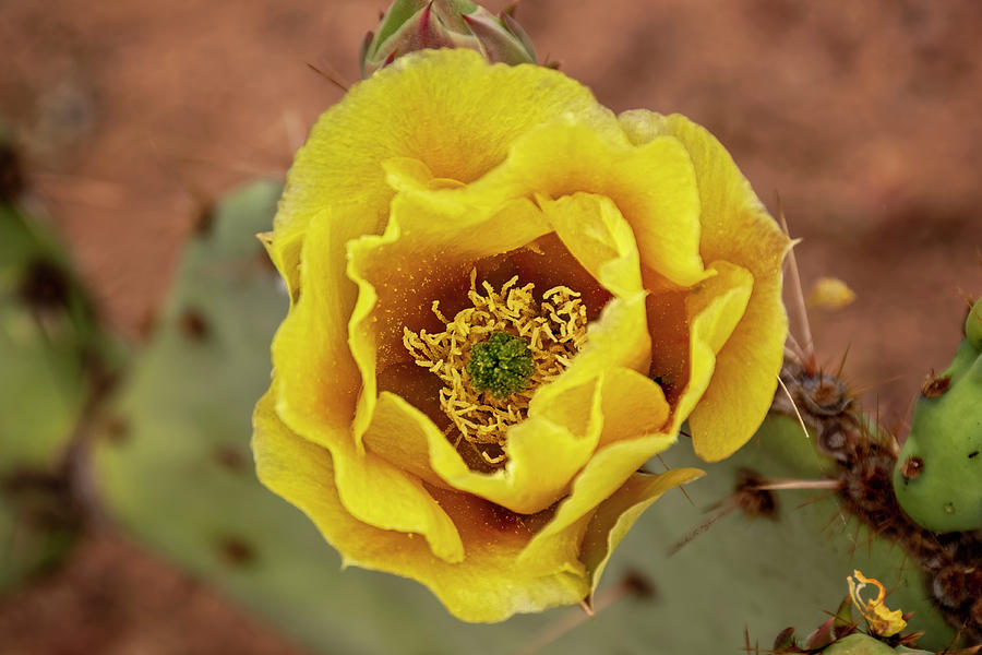 Prickly Pear Flower h1949 Photograph by Mark Myhaver