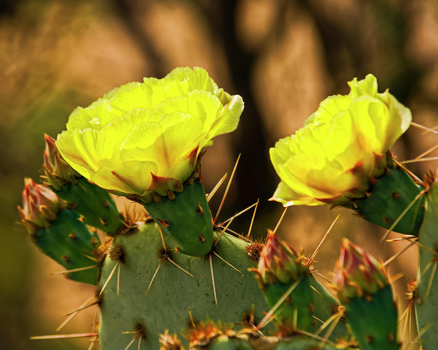 Prickly Pear Flowers h49 Photograph by Mark Myhaver