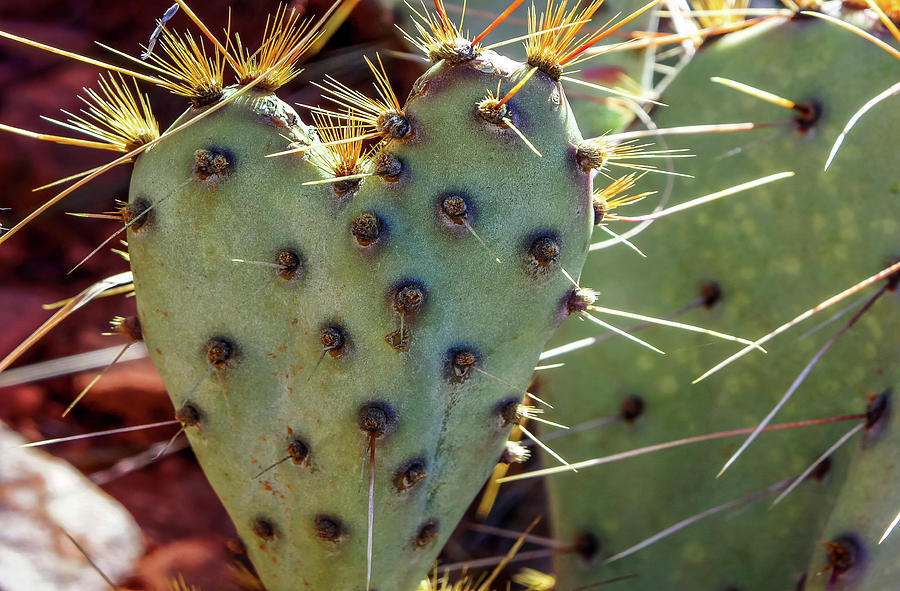 Prickly Pear Heart 1 Photograph by Dawn Richards