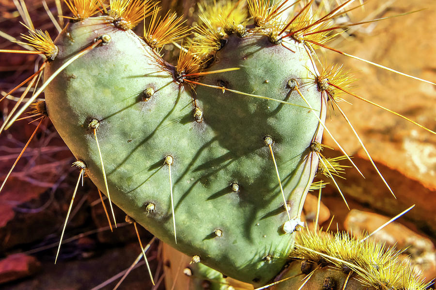 Prickly Pear Heart 2 Photograph by Dawn Richards