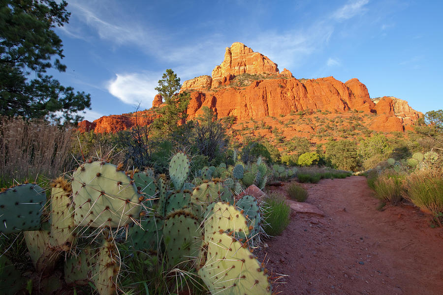Prickly Pear Hiking Trail In Sedona Photograph by Dougbennett