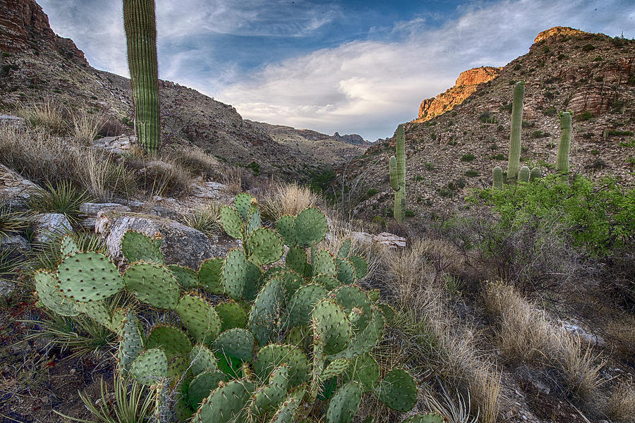 Prickly Pear hillside Photograph by Dave Dilli