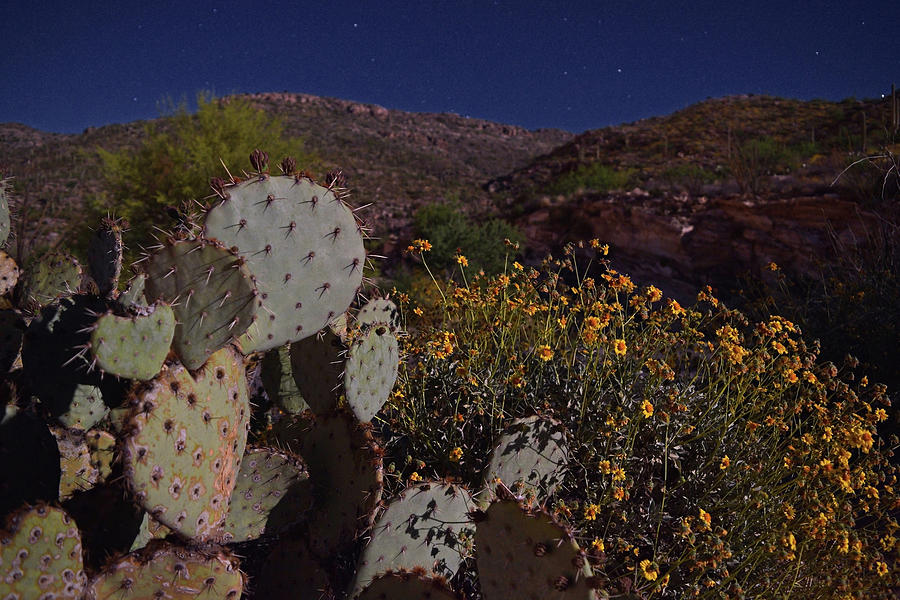 Prickly Pear Moonlight Photograph by Chance Kafka